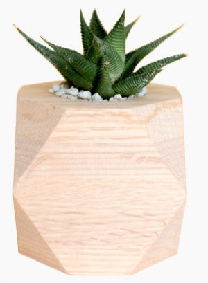 03plantas_hogar-planta